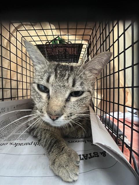 Shelter Stray Unknown Cat last seen Near BLOCK NW 17 ST, LAUDERHILL FL 33311, Davie, FL 33312