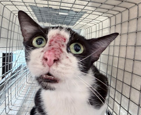 Shelter Stray Unknown Cat last seen Near BLOCK NW 7 ST, LAUDERHILL FL 33311, Davie, FL 33312
