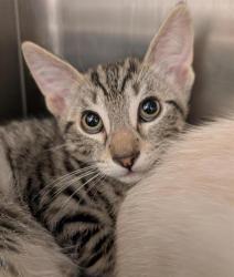 Shelter Stray Male Cat last seen RIZA AVE & STOCKTON BLVD, Sacramento, CA 95818