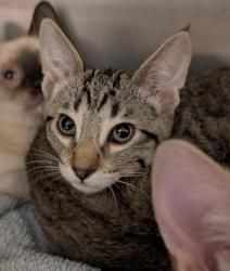 Shelter Stray Female Cat last seen RIZA AVE & STOCKTON BLVD, Sacramento, CA 95818