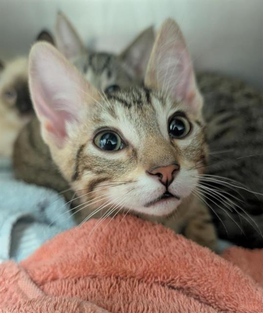 Shelter Stray Male Cat last seen RIZA AVE & STOCKTON BLVD, Sacramento, CA 95818