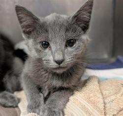Shelter Stray Male Cat last seen REDWOD AVE & COLFAX ST, Sacramento, CA 95818