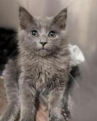 Shelter Stray Male Cat last seen REDWOD AVE & COLFAX ST, Sacramento, CA 95818