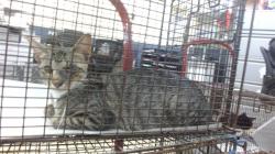 Shelter Stray Female Cat last seen Near BLOCK NW 64 ST, Doral, FL 33122