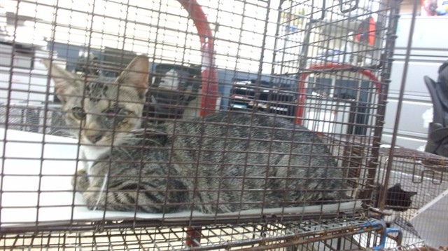 Shelter Stray Female Cat last seen Near BLOCK NW 64 ST, Doral, FL 33122