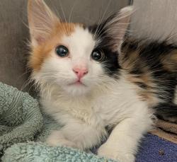 Shelter Stray Female Cat last seen REDWOD AVE & COLFAX ST, Sacramento, CA 95818