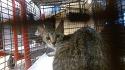 Shelter Stray Female Cat last seen Near BLOCK NW 64 ST, Doral, FL 33122