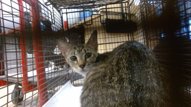 Shelter Stray Female Cat last seen Near BLOCK NW 64 ST, Doral, FL 33122