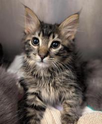 Shelter Stray Male Cat last seen REDWOD AVE & COLFAX ST, Sacramento, CA 95818
