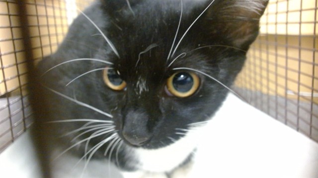 Shelter Stray Female Cat last seen Near BLOCK NW 64 ST, Doral, FL 33122