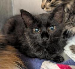 Shelter Stray Male Cat last seen REDWOD AVE & COLFAX ST, Sacramento, CA 95818
