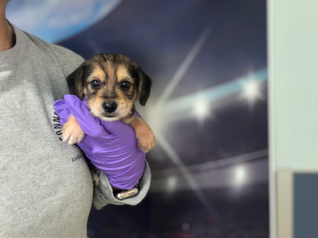 Shelter Stray Female Dog last seen Near BLOCK NW 87 ST, Doral, FL 33122