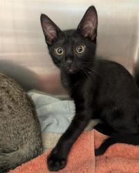 Shelter Stray Male Cat last seen RIZA AVE & STOCKTON BLVD, Sacramento, CA 95818