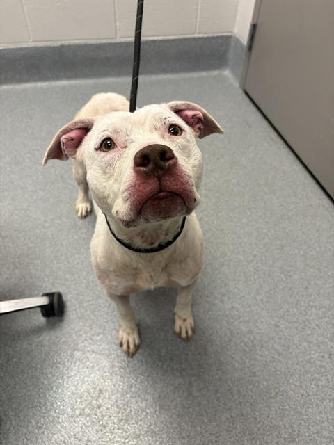 Shelter Stray Female Dog last seen Near , 2600 S Harding St, Indianapolis, IN 46221, USA