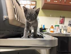 Shelter Stray Female Cat last seen CRESTWOOD CIR, CHAPEL HILL, NC, Chapel Hill, NC 27510