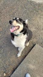 Reunited Male Dog last seen Summitview , Yakima, WA 98908