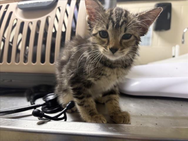Shelter Stray Male Cat last seen CRESTWOOD CIR, CHAPEL HILL, NC, Chapel Hill, NC 27510