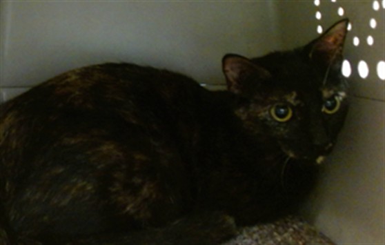 Shelter Stray Unknown Cat last seen Near BLOCK S MACARTHUR BLVD GRANADA VILLAGE MOBILE HOME COMMUNITY, Oklahoma City, OK 73129