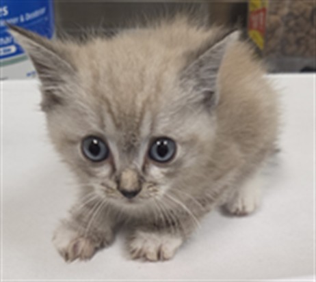 Shelter Stray Male Cat last seen Near BARRINGTON CIR, WINTER SPRINGS FL 32708, Sanford, FL 32773