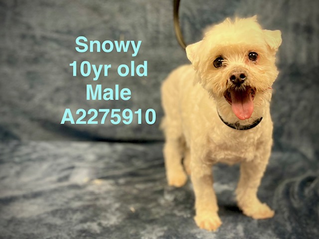 Shelter Stray Male Dog last seen , West Valley Animal Shelter, 20655 Plummer St, Chatsworth, CA 91311, USA