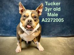 Shelter Stray Male Dog last seen , Chatsworth, CA 91311