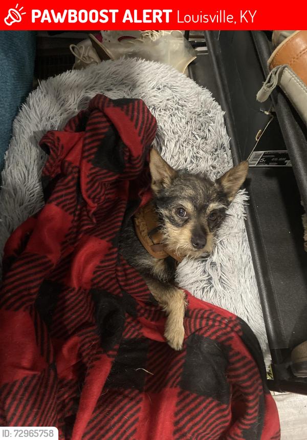 Lost Male Dog last seen Near corner of Date and S 23rd , Louisville, KY 40210
