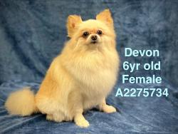 Shelter Stray Female Dog last seen , Chatsworth, CA 91311