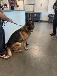 Shelter Stray Male Dog last seen , Chatsworth, CA 91311