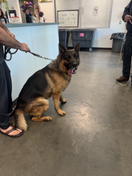 Shelter Stray Male Dog last seen , West Valley Animal Shelter, 20655 Plummer St, Chatsworth, CA 91311, USA