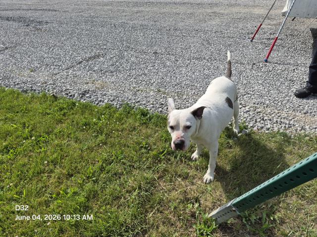 Shelter Stray Female Dog last seen Near BLOCK TRINITY ST, DETROIT, MI 48228, Detroit, MI 48211