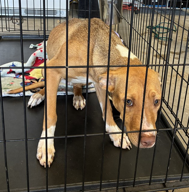Shelter Stray Female Dog last seen Near BLOCK ELLA AVE,63133, Olivette, MO 63132