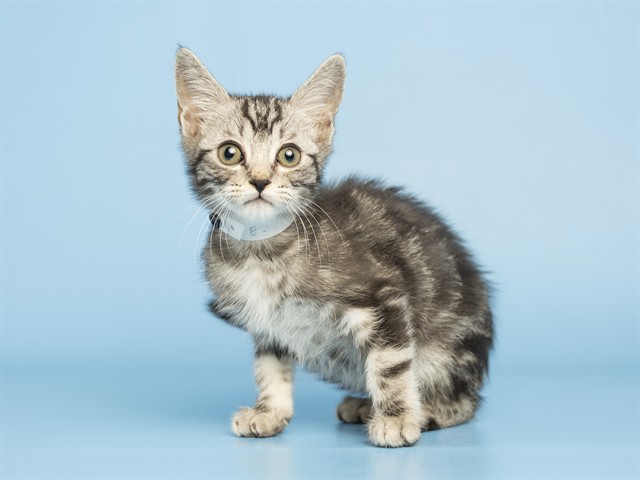 Shelter Stray Female Cat last seen 15TH AVE AND DOBBINS RD, Phoenix, AZ 85008