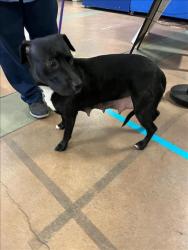 Shelter Stray Female Dog last seen , Los Angeles, CA 91405