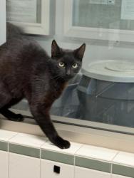 Shelter Stray Female Cat last seen , Los Angeles, CA 91405