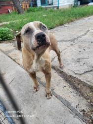 Shelter Stray Male Dog last seen Near BLOCK HOLLY, San Antonio, TX 78227