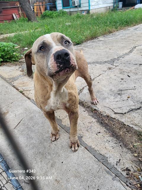 Shelter Stray Male Dog last seen Near BLOCK HOLLY, San Antonio, TX 78227