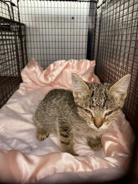 Shelter Stray Unknown Cat last seen , Tucson, AZ 85745