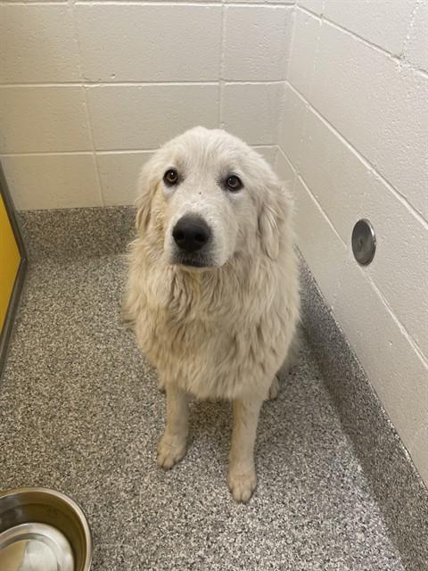 Shelter Stray Female Dog last seen , Tucson, AZ 85745