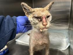 Shelter Stray Female Cat last seen HARBOR SHORES, LEESBURG, Deer Island, FL 32778