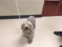 Shelter Stray Male Dog last seen Near BLOCK N 69TH ST, Milwaukee, WI 53215