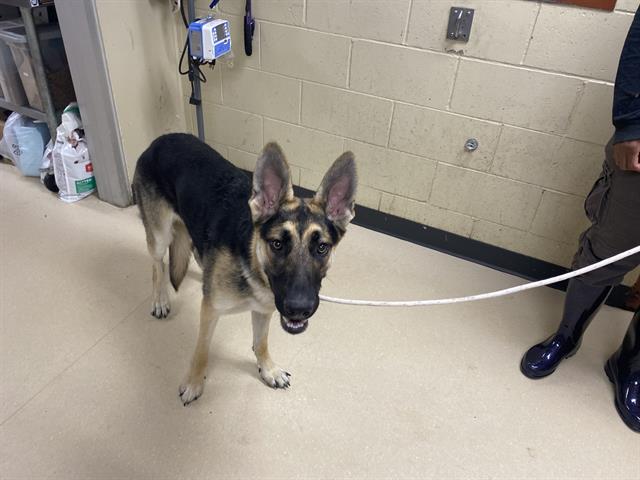 Shelter Stray Male Dog last seen 15TH AND RAMSEY ST, Milwaukee, WI 53215