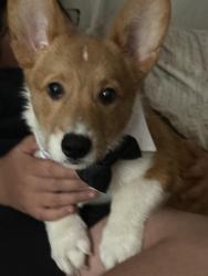 Lost Male Dog last seen Near Foot Hill High School, Bakersfield, CA 93306