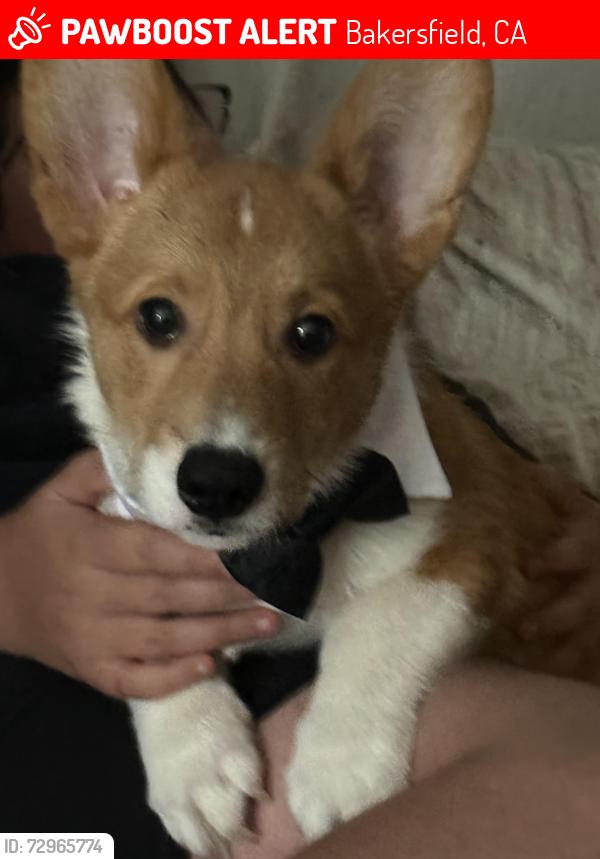 Lost Male Dog last seen Near Foot Hill High School, Bakersfield, CA 93306