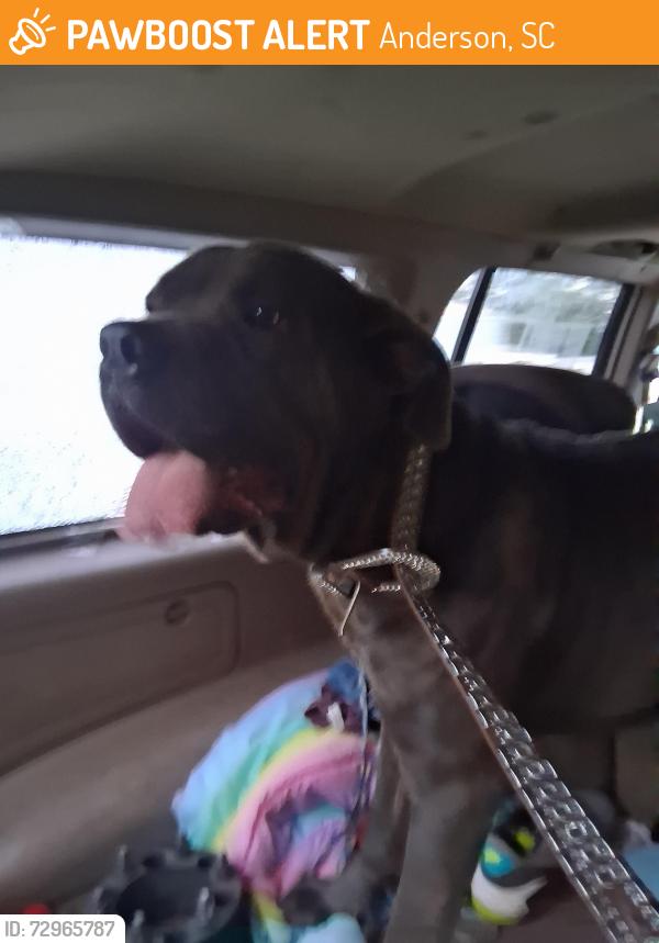 Found/Stray Male Dog last seen Masters Blvd / Dobbins Bridge, Anderson, SC 29626