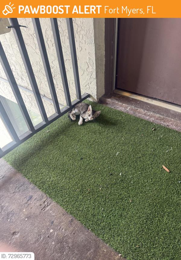 Found/Stray Unknown Cat last seen McDonald’s on 4280 palm beach blvd, Fort Myers, FL 33905