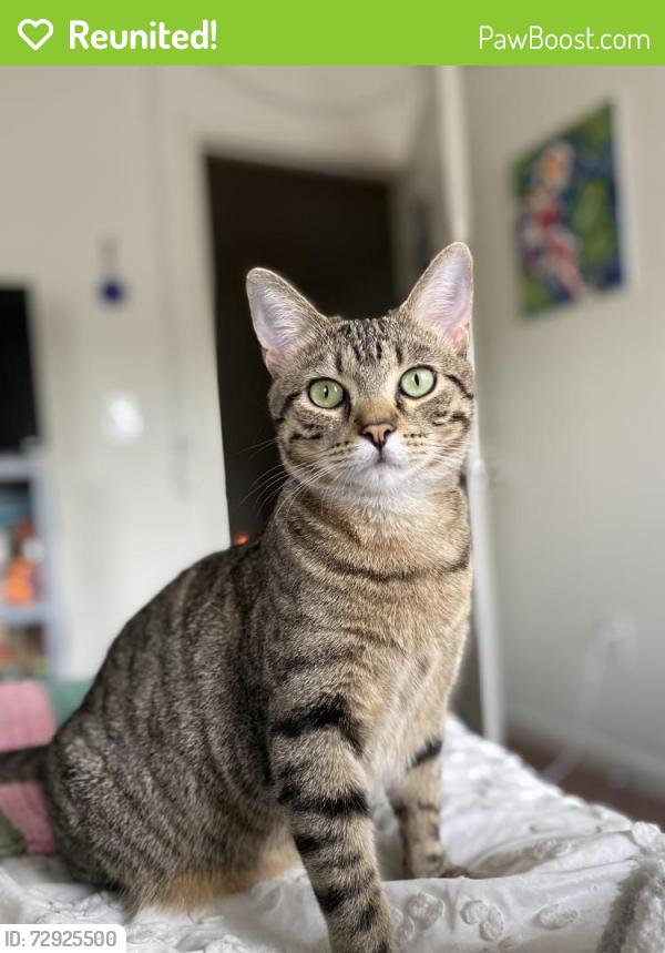 Reunited Female Cat last seen Boulder Springs apmt Complex, Columbia, MO 65201