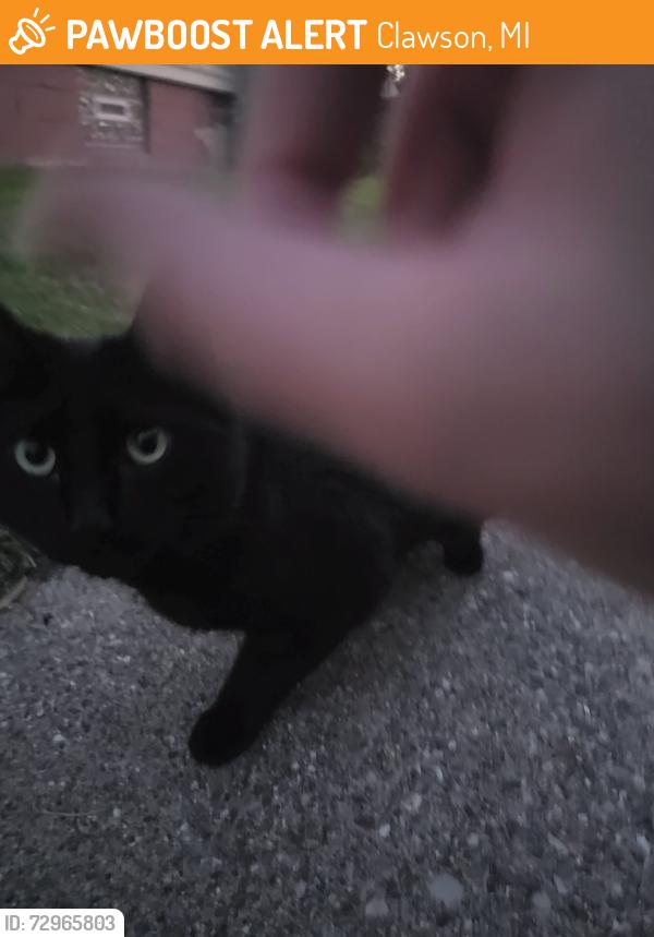 Found/Stray Unknown Cat last seen Kinross Ave and John M, Clawson, Clawson, MI 48017