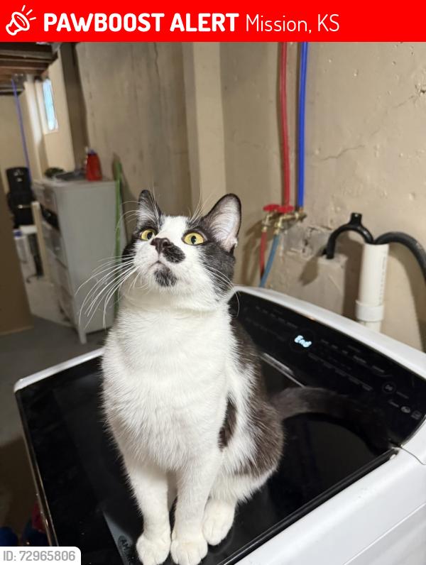 Lost Male Cat last seen Santa Fe and 65st, Mission, KS 66202