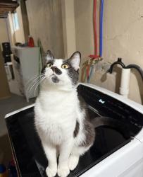 Lost Male Cat last seen Santa Fe and 65st, Mission, KS 66202