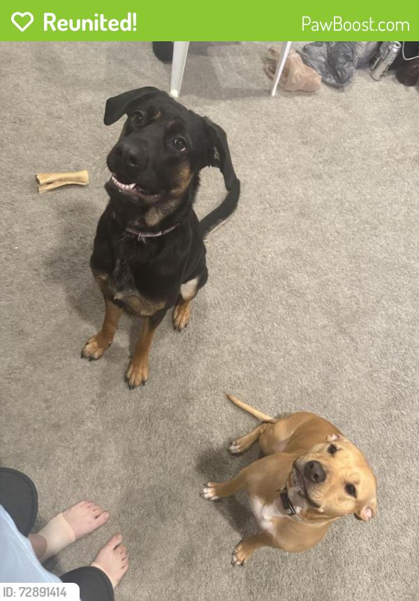 Reunited Female Dog last seen Susan and 20th St Sw, Lehigh Acres, FL 33976